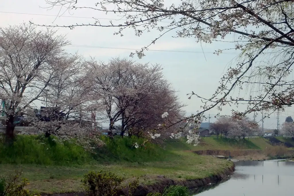 末期ガンの父の一時帰宅で車窓から眺めた、川沿いに咲く桜
