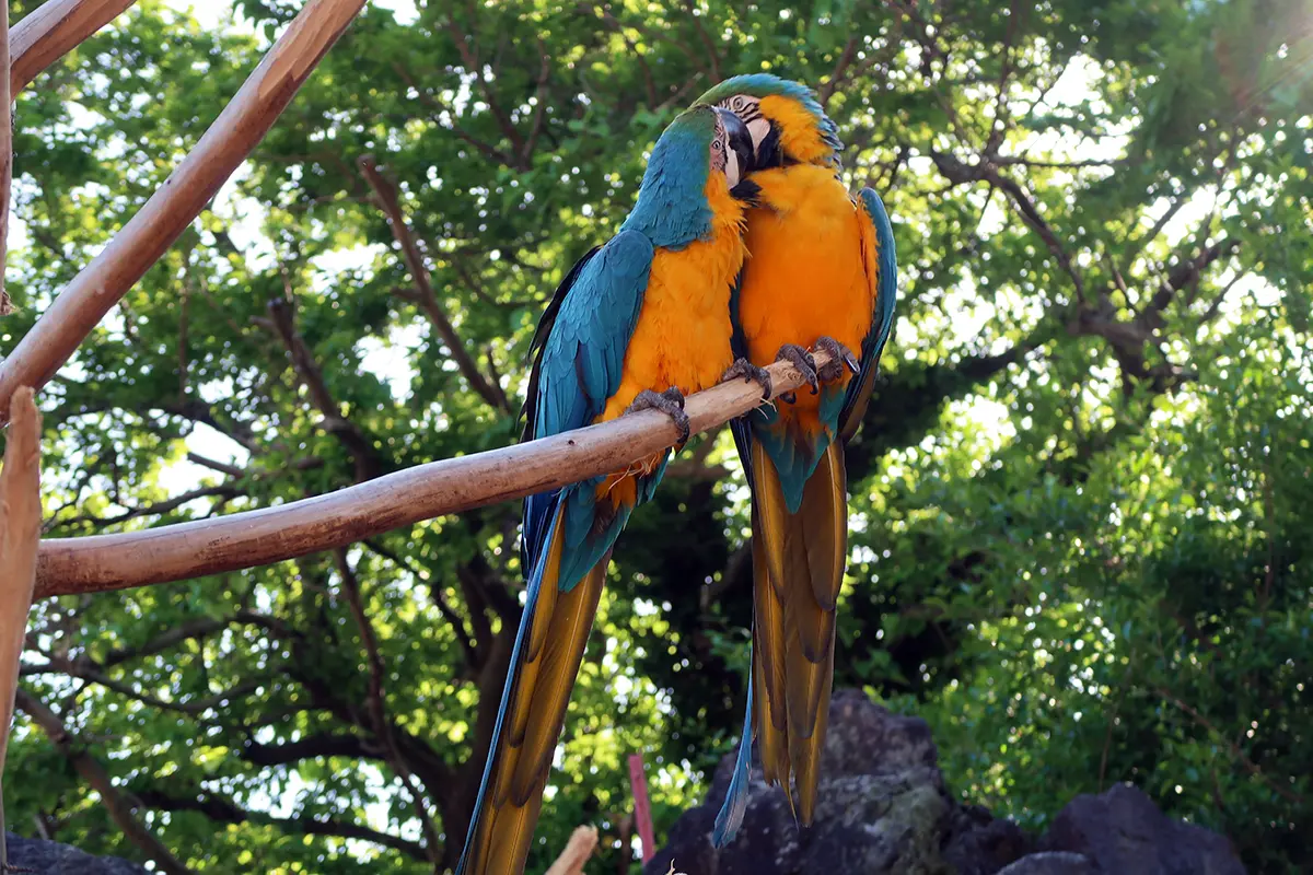 仲の良いコンゴウインコ