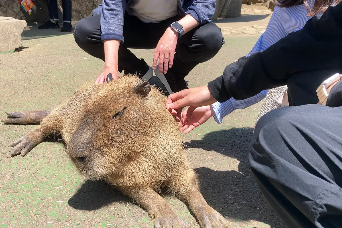 くつろぐカピバラの様子
