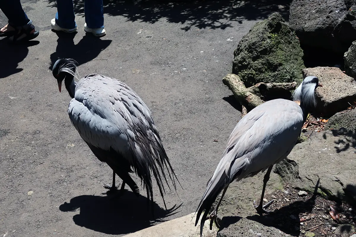 バードパラダイスで至近距離でみることができるアネハヅル
