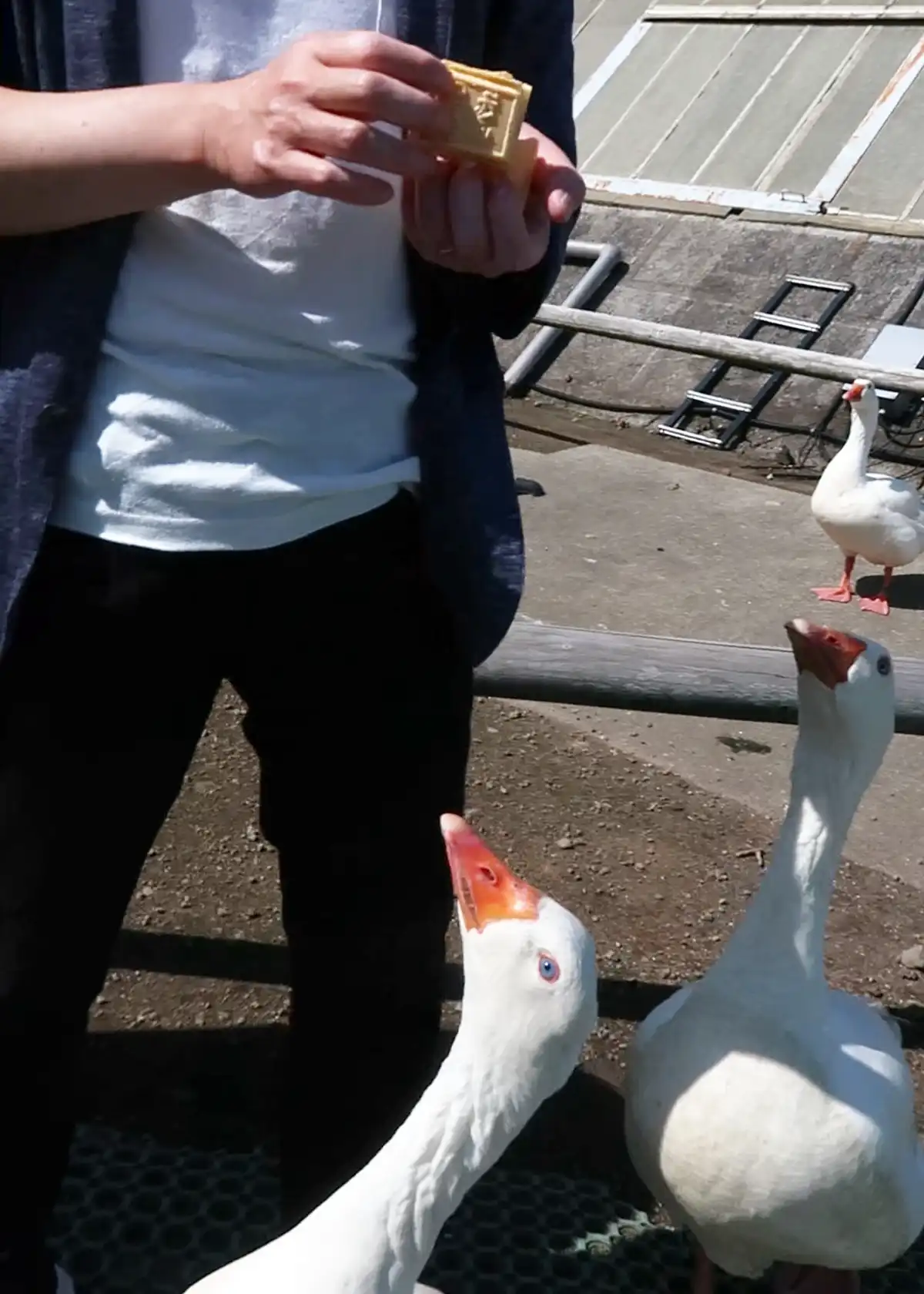 アヒルの餌やり