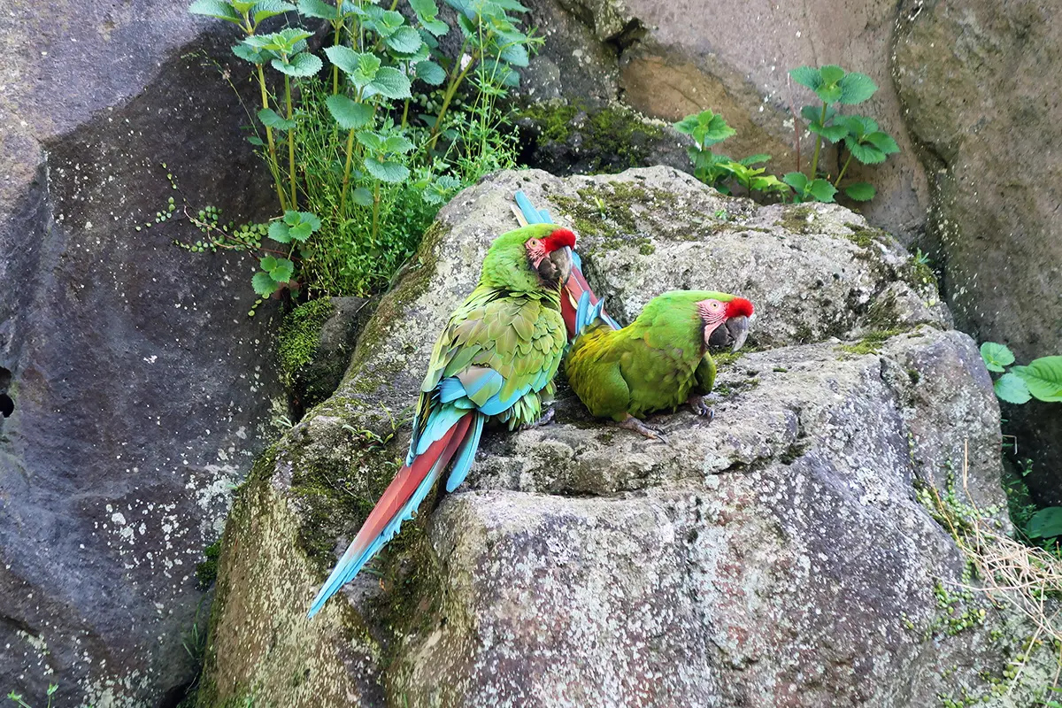 ミドリコンゴウインコ