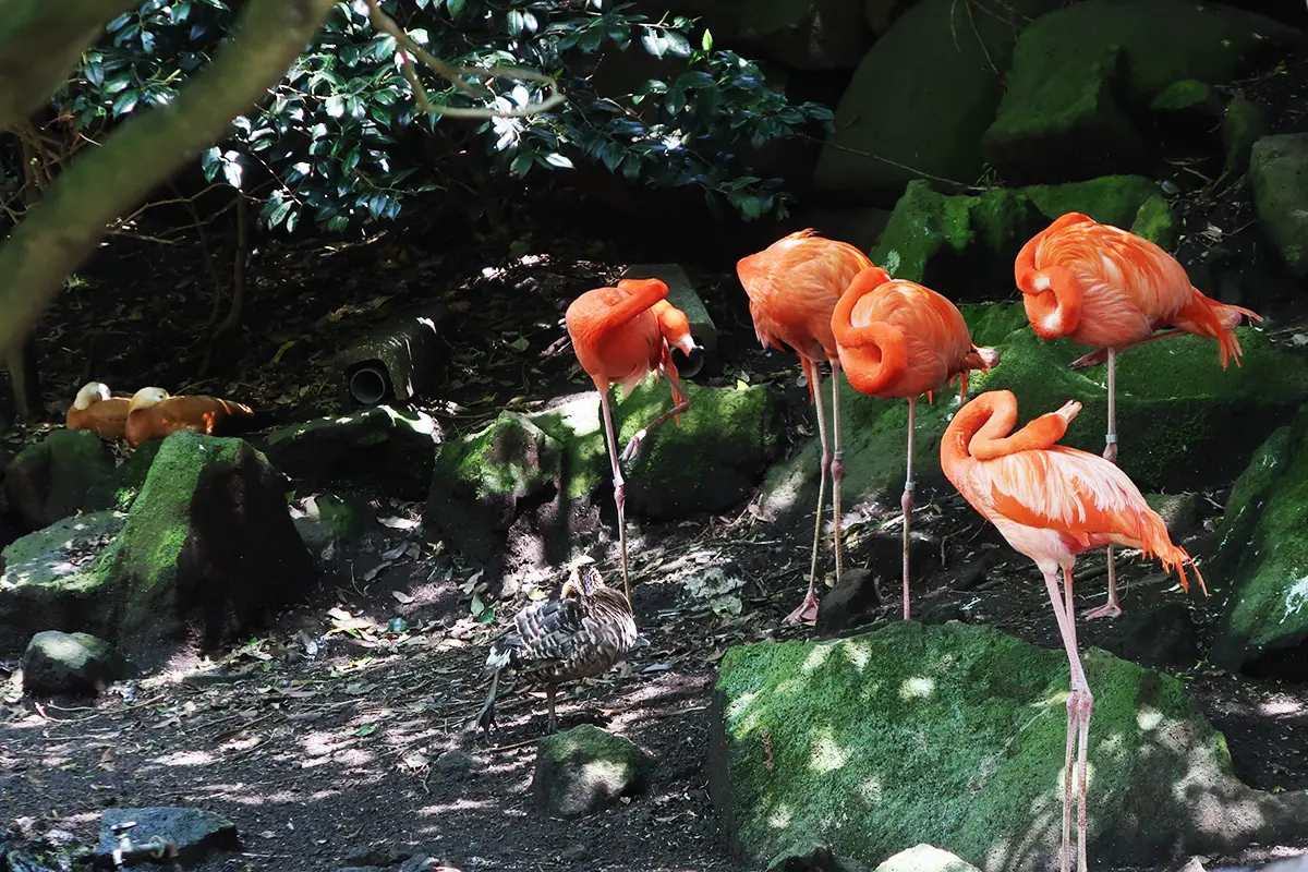 バードパラダイスのフラミンゴ