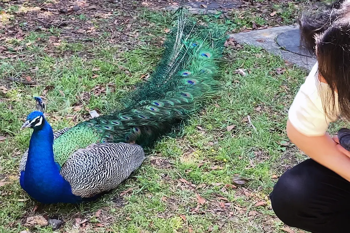 クジャクを間近で鑑賞