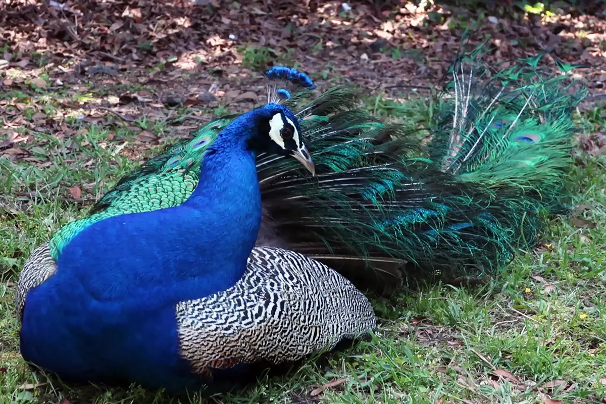 インドクジャク