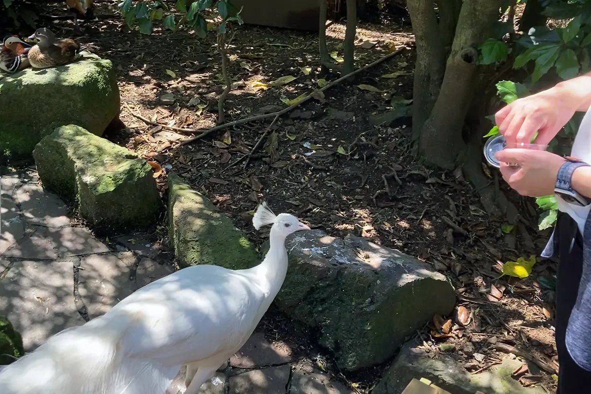 シロクジャクへ餌やり