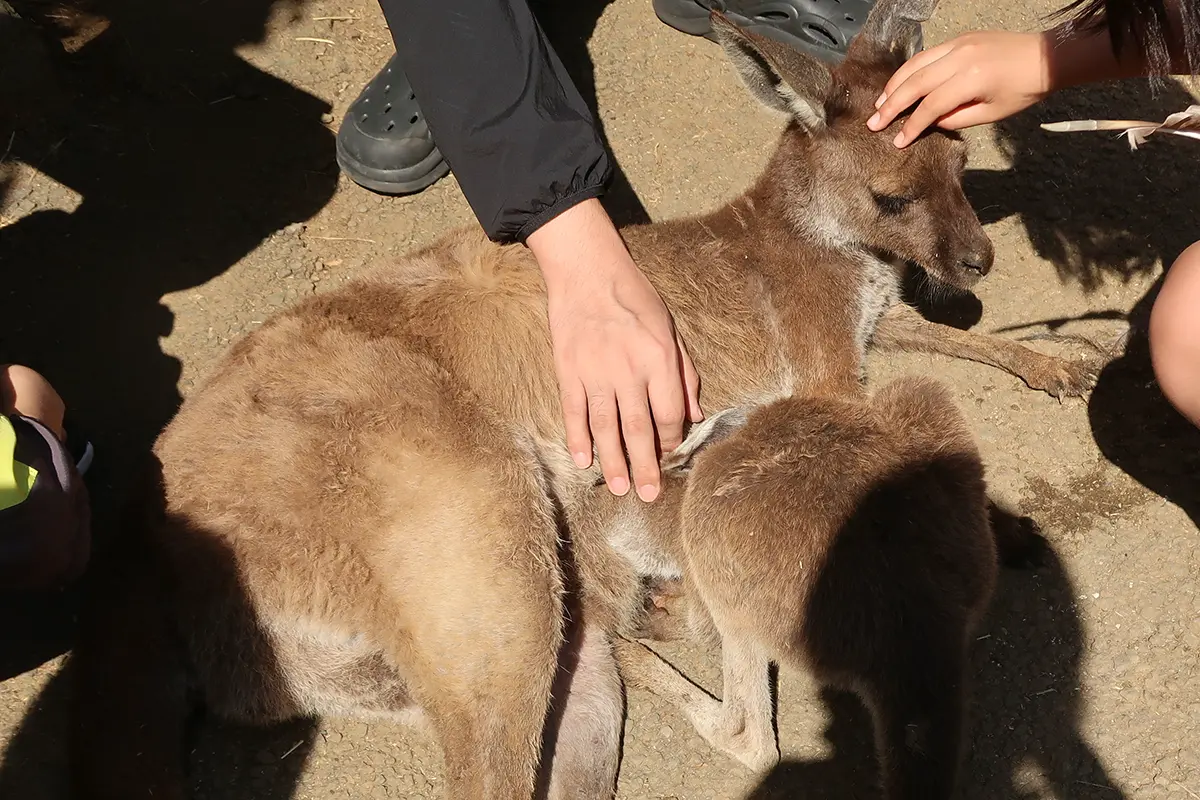お乳を飲むカンガルー