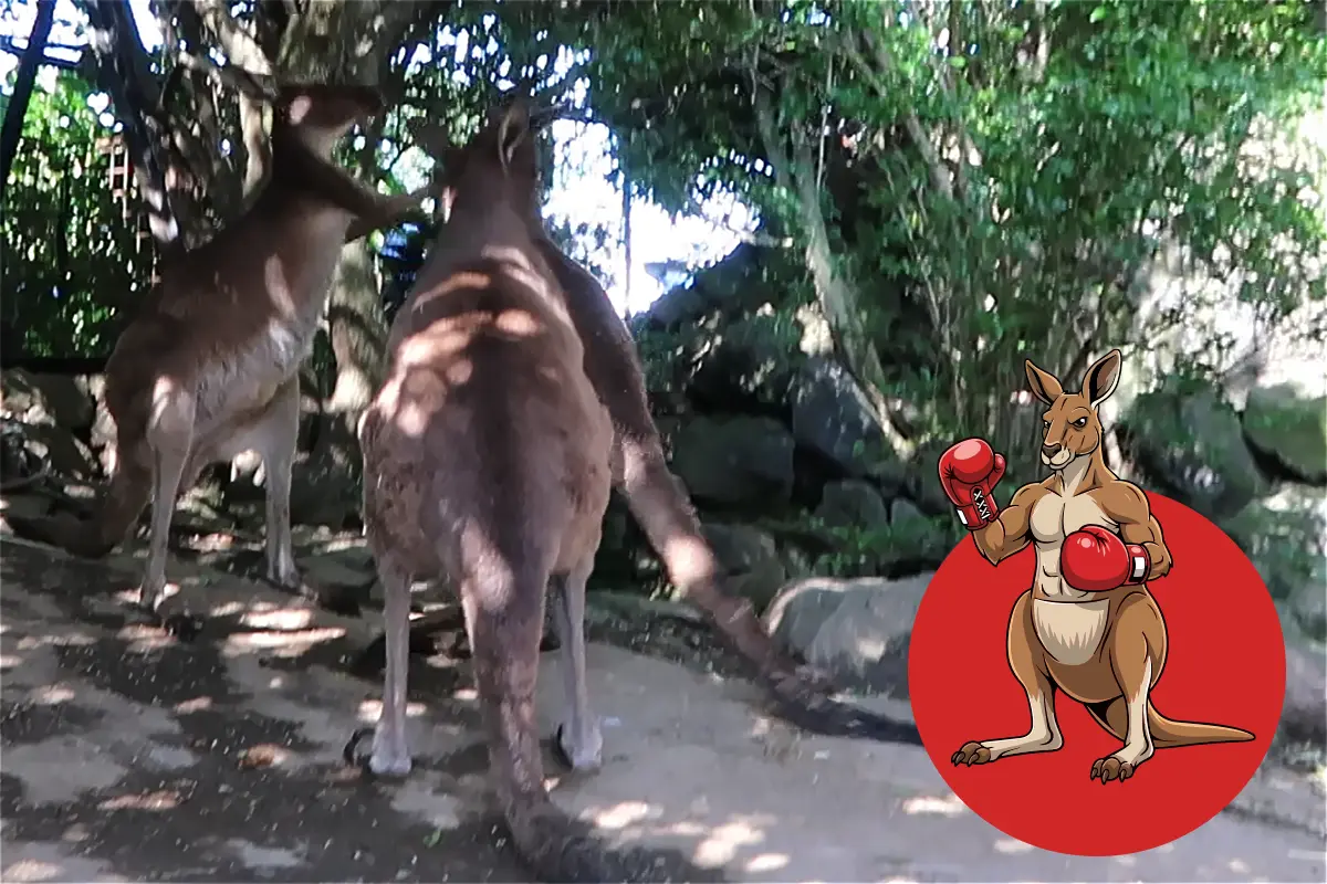 カンガルーの格闘シーン