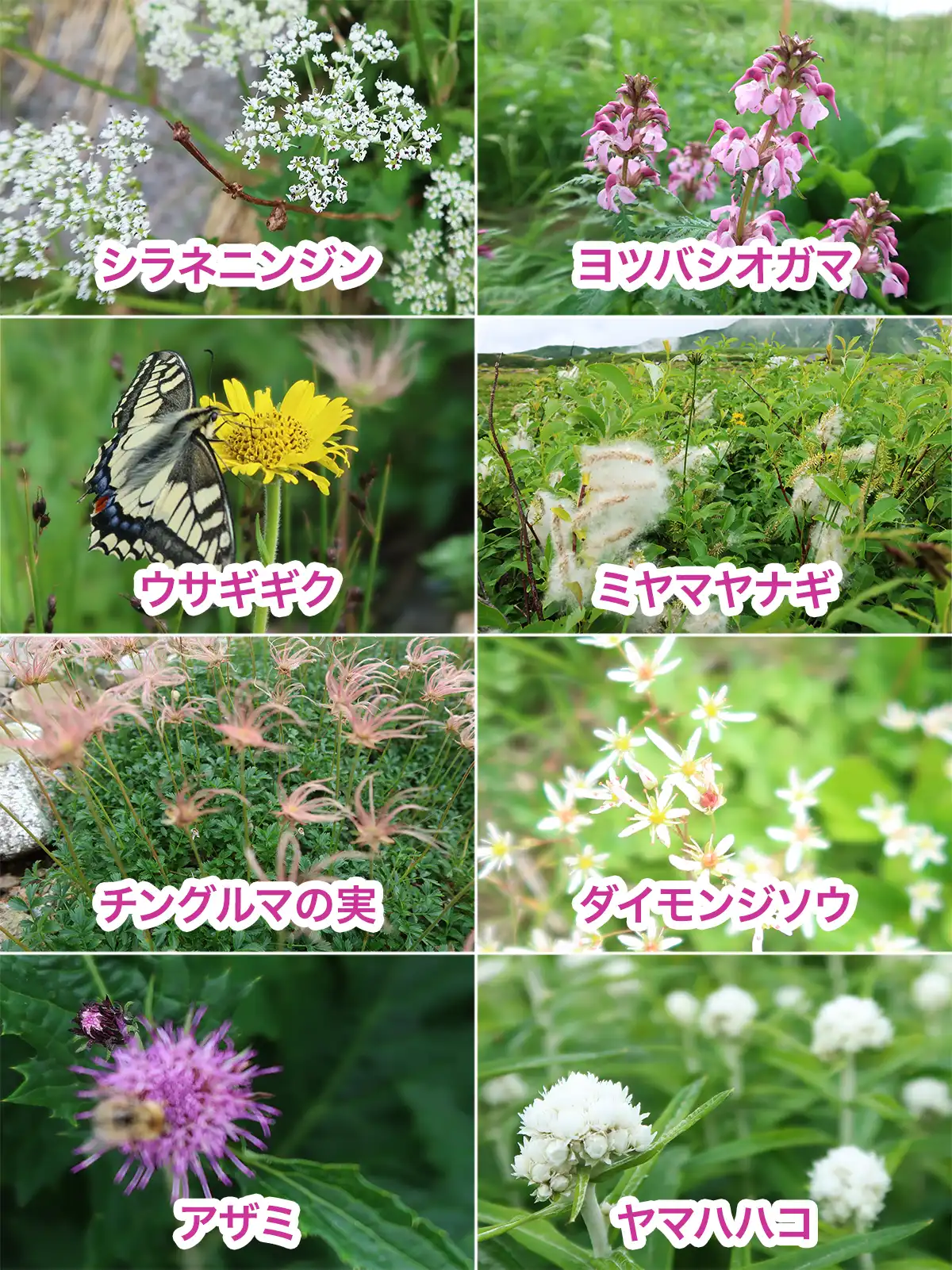 立山で出会った高山植物