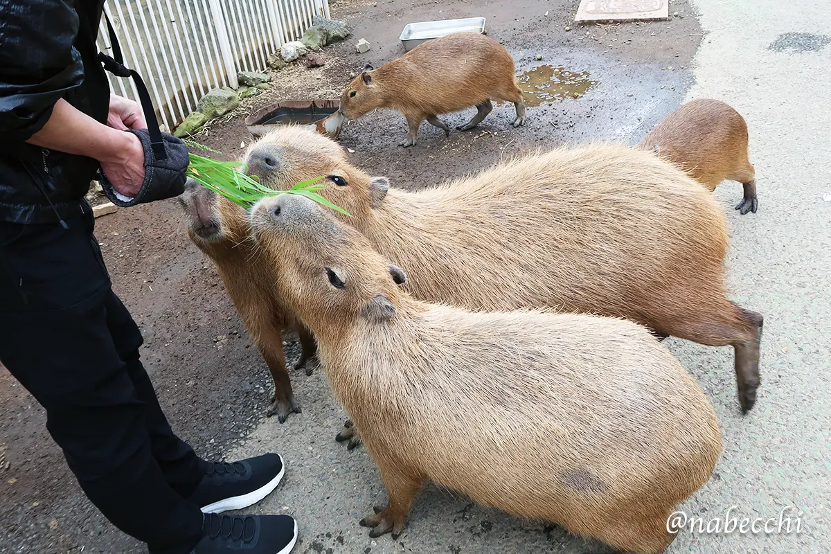 伊豆シャボテン動物公園でカピバラに餌やり