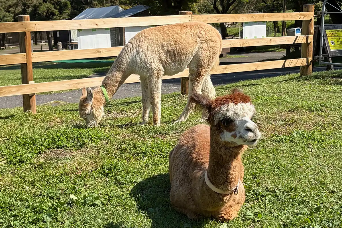 伊香保グリーン牧場のアルパカ2頭。芝生で草を食べるアルパカと座ってくつろぐアルパカ
