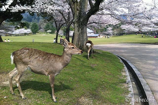 奈良公園の鹿と桜
