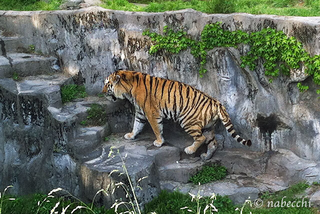 トラ 天王寺動物園