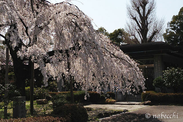 京都護衛署前の枝垂れ桜