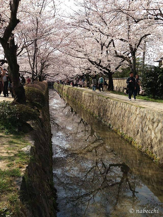 満開桜 哲学の道