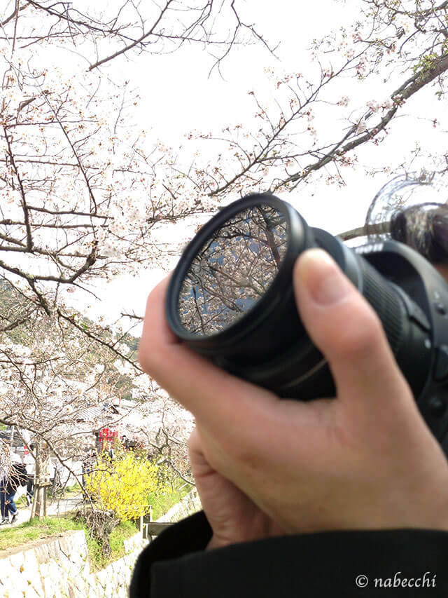 レンズに映り込む桜