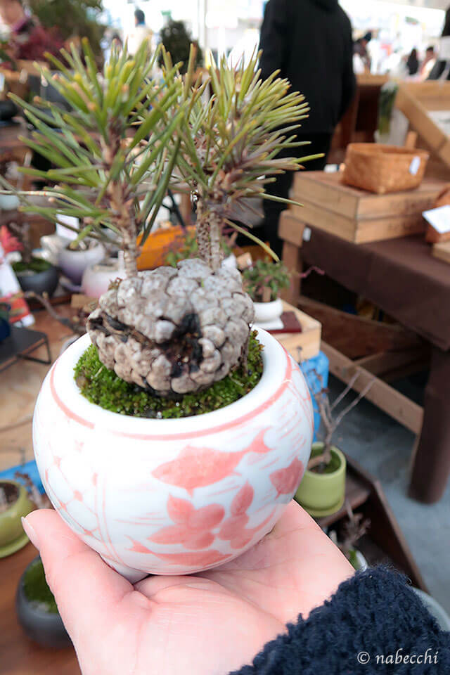 mini-bonsai.life 盆栽 太陽のマルシェ