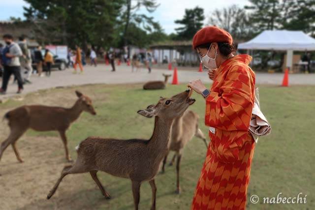 奈良公園で鹿の餌やりは怖いゾ。オレンジしすぎウール矢絣着物コーデ