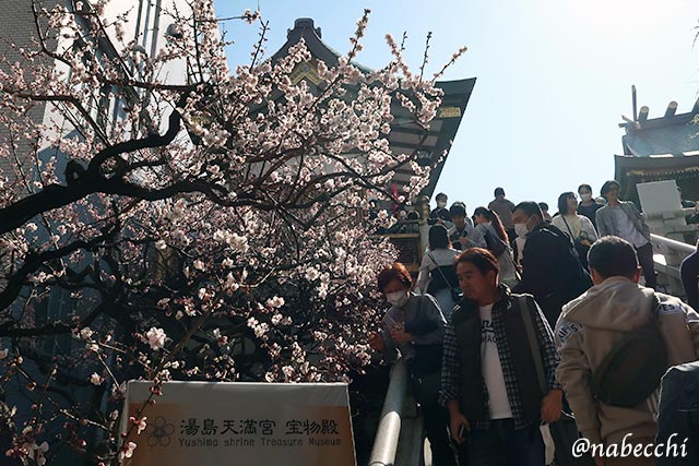 湯島天満宮 梅まつり 夫婦坂