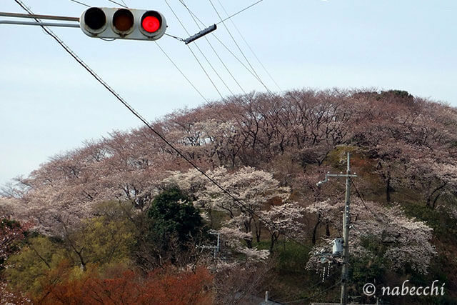 桜 斑鳩三室山