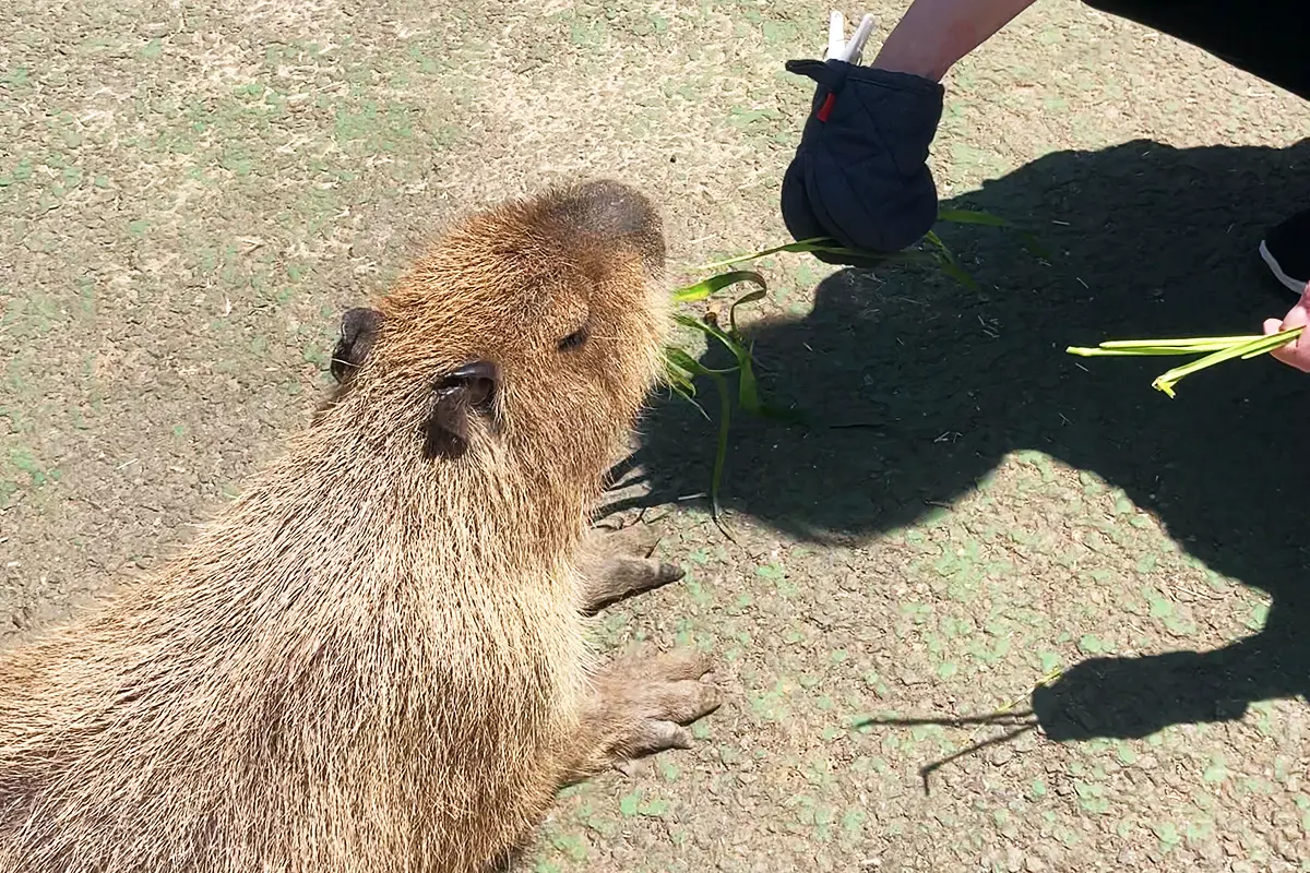 カピバラ餌やり体験