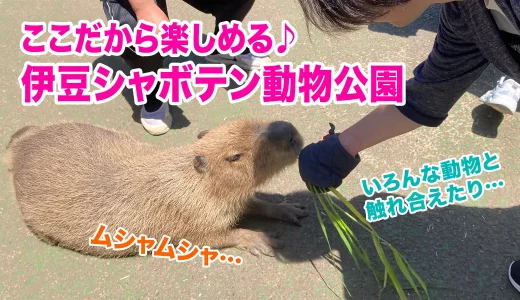 見て触れて癒される！伊豆シャボテン動物公園の魅力を徹底紹介