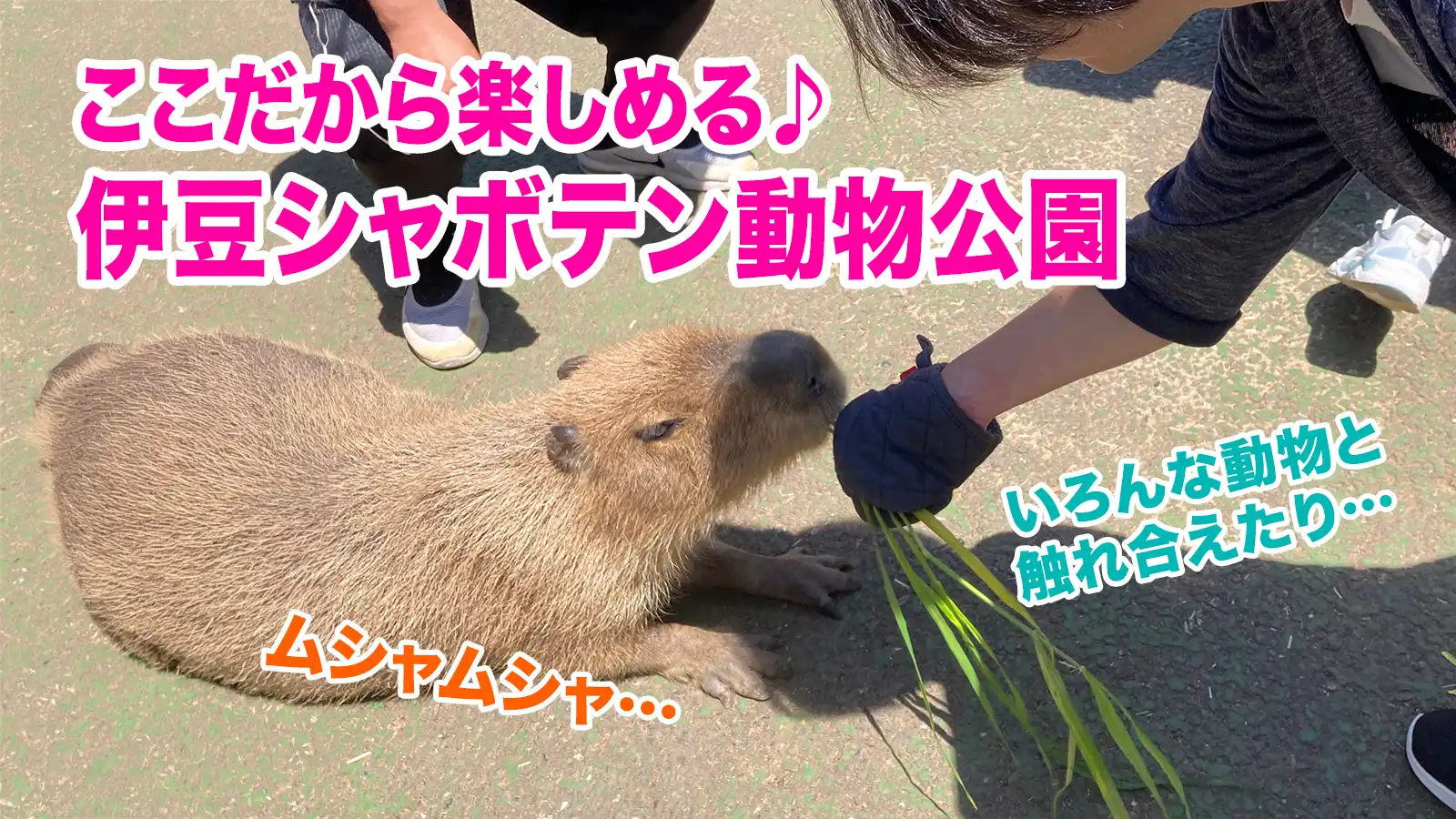 ここだから楽しめる♪伊豆シャボテン動物公園。カピバラ餌やり風景