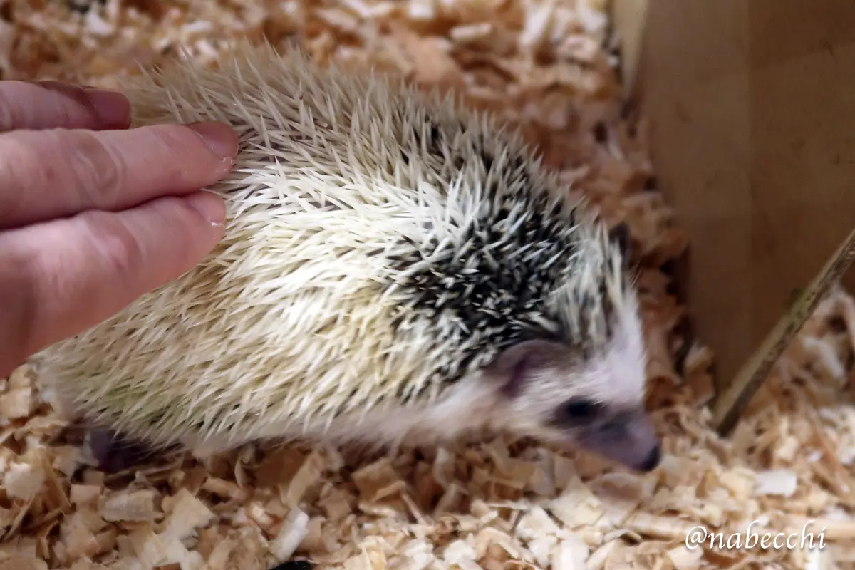 ハリネズミを撫でている様子