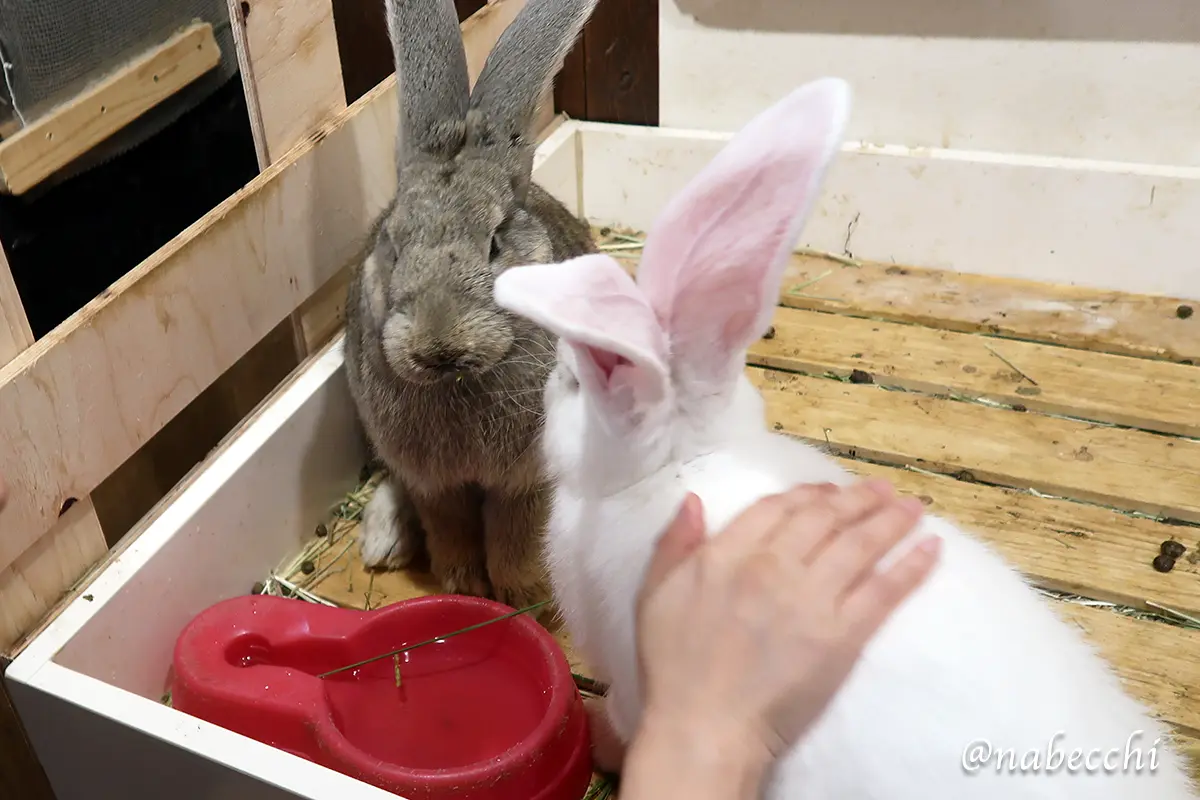 うさぎを撫でている様子