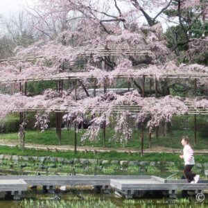 花見おすすめスポット『京都植物園』春は枝垂れ桜にハクモクレン