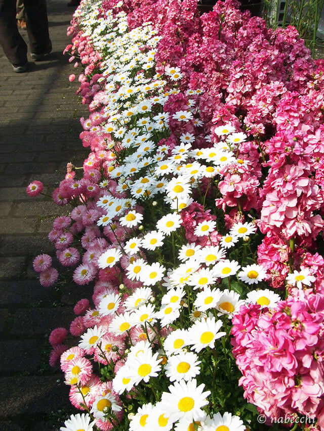春の花道