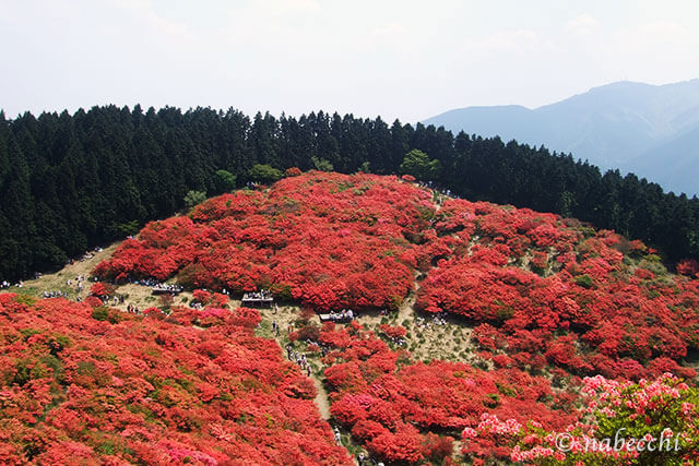5月の葛城山はツツジで真っ赤に染まる。渋滞は辛いが心地良い山登り