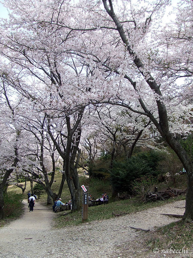 二上山 分かれ道の満開桜