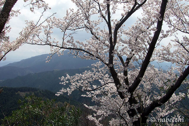 二上山から大和三山と桜の眺め