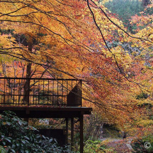 奈良で色鮮やかな紅葉は断然二上山。電車だけでも行けるハイキング