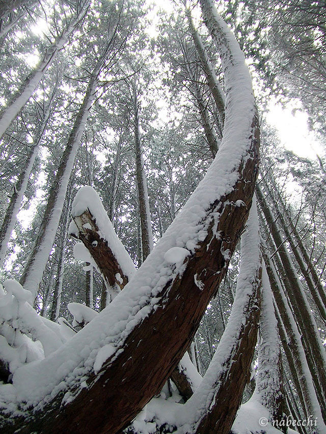 雪積もる木々
