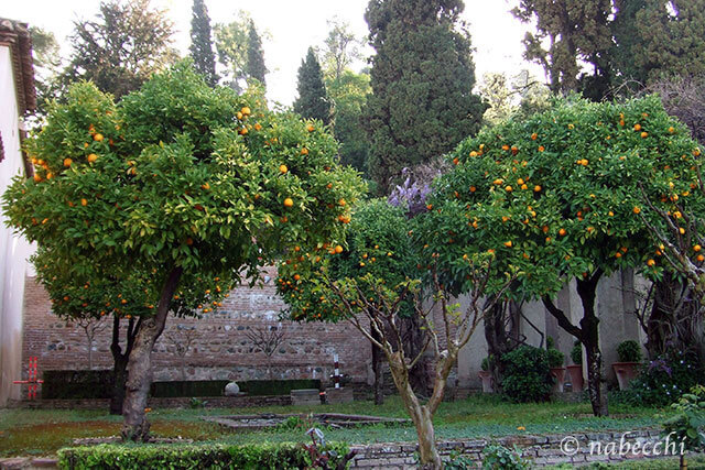 ヘネラリーフェ庭園 オレンジの木