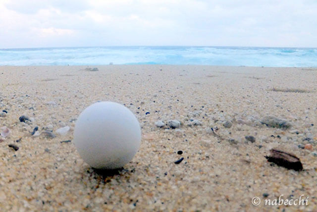 海亀の卵 いなか浜
