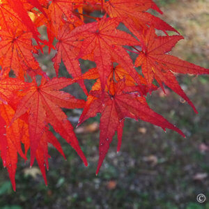 秋の京都『龍安寺』と『仁和寺』紅葉が池に映り込み美しい