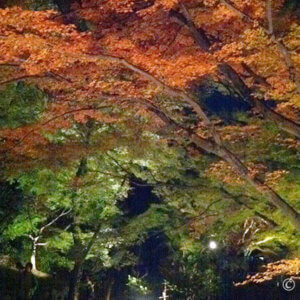 秋の京都『北野天満宮』紅葉ライトアップを楽しみ『無料お茶菓子』