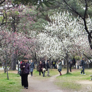 『京都御苑』2012年4月遅咲き枝垂れ梅は満開。甘い香りに包まれて