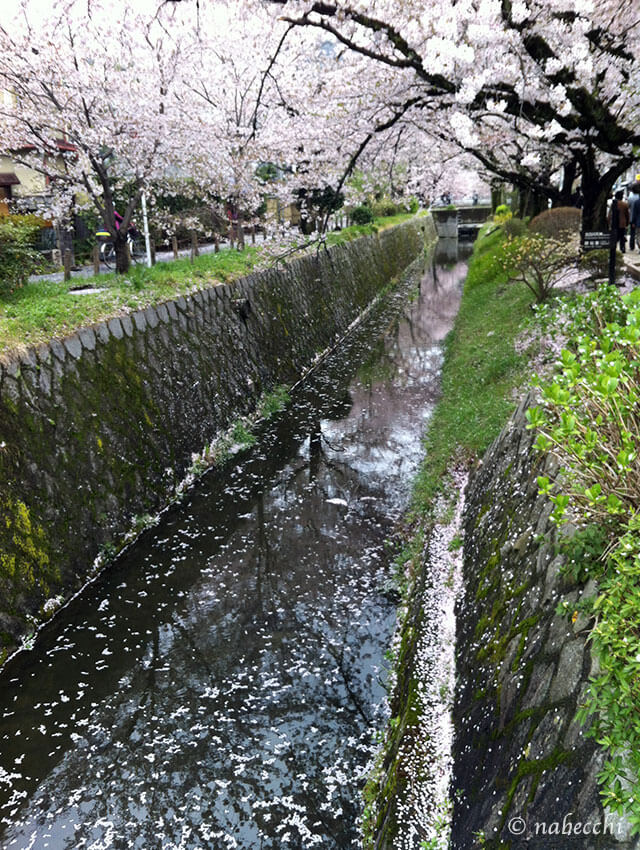 桜 哲学の道