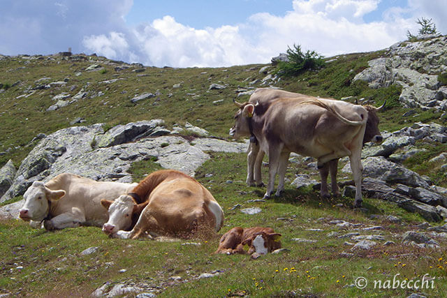 放牧牛 スイス