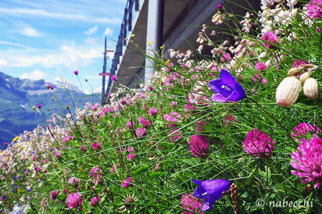 スイス アルプスの花々