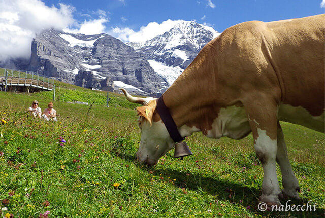 スイス山脈と放牧牛