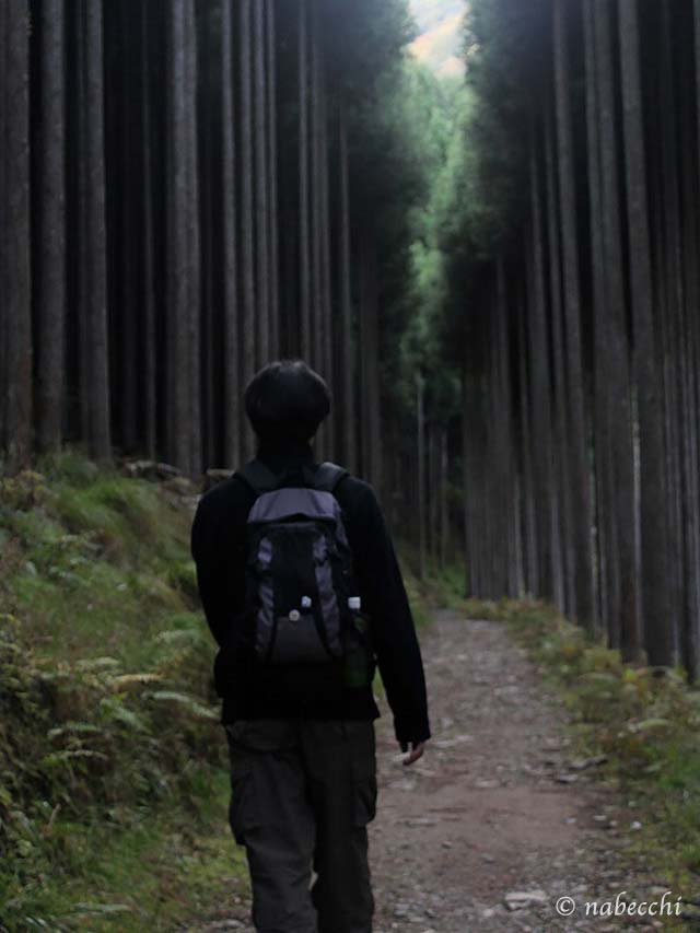 森林を歩く