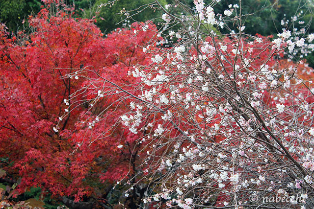 紅葉と桜の競演
