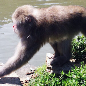 京都で猿を見に嵐山モンキーパークへ。渡月橋から15分ハイキング