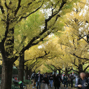 明治神宮外苑いちょう並木の紅葉→東京ミッドタウンのイルミネーション