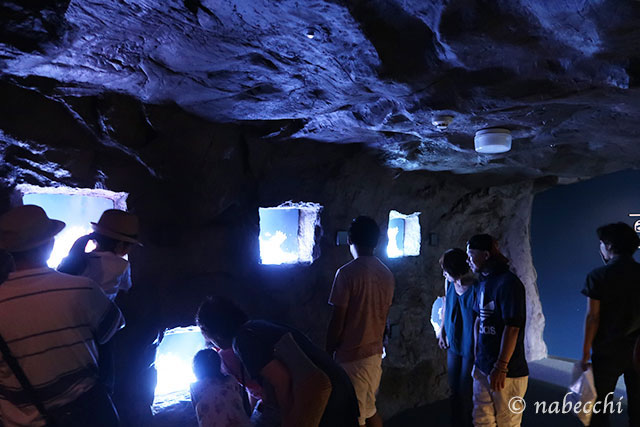 クマノミの洞窟 京都水族館